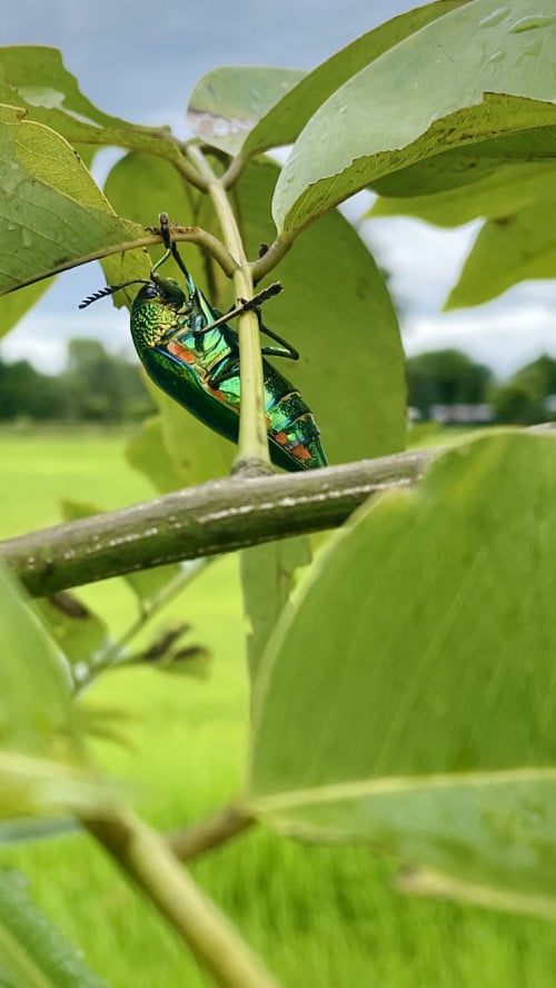 Green Jewel beetle in isaan northeast Thailand