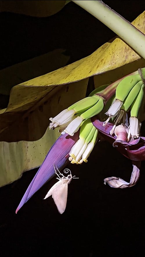 Moth feeding on a young banana plant in Isaan, Thailand