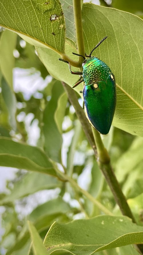 green jewel beetle on a leaf sternocera aequisignata