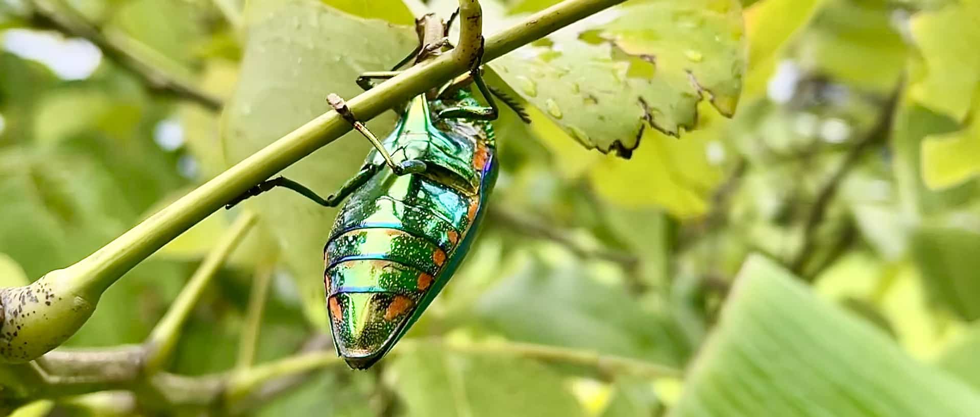 jewel beetle sternocera aequisignata in northeast thailand