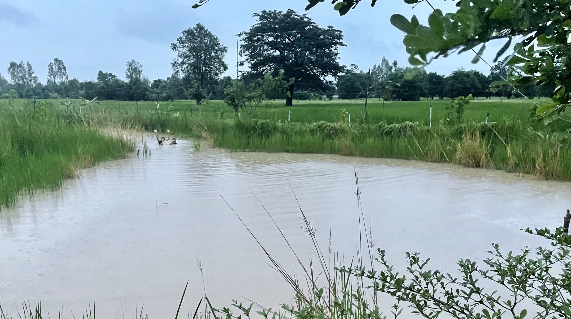 ฝรั่งฟาร์ม โคก หนอง นา จำลอง อิ่มน้ำ