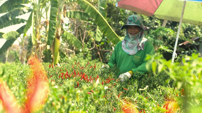 Harvesting vibrant red chili peppers on a sustainable organic permaculture farm in Thailand